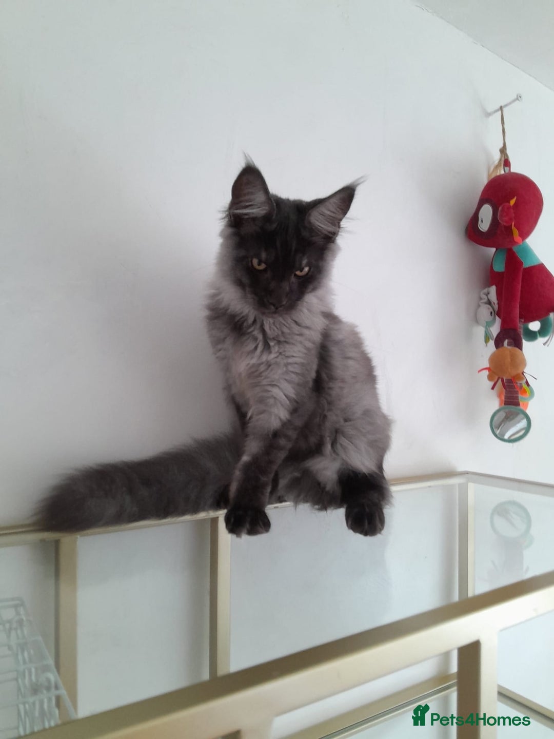 Maine Coon cats for sale: Large Black Smoke maine coon boy TICA 5 Pedigree - Image 2