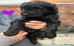 Labradoodle dogs for sale: Labradoodle puppies - Ready for forever homes now - Image 3