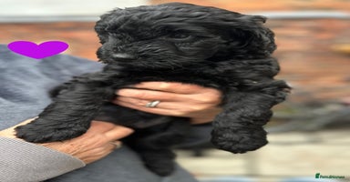Labradoodle dogs - Advert 11