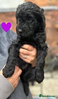 Labradoodle dogs - Advert 2