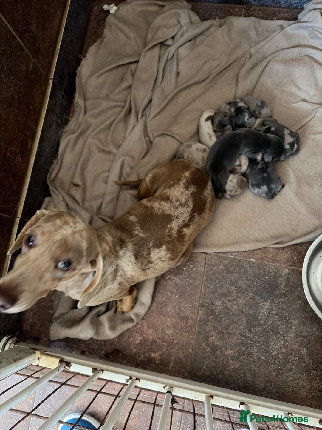 Miniature Dachshund dogs for sale: Mini dachshund (2 boys left ) - Advert 1