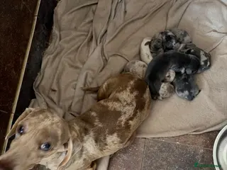 Miniature Dachshund dogs Mini dachshund - Advert 5