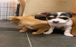 Mixed Breed dogs for sale: 3 puppies ready 21st November  - Image 5