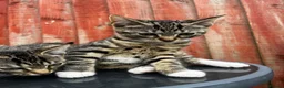 Mixed Breed cats for sale: Stunning tabby kittens - Advert 6