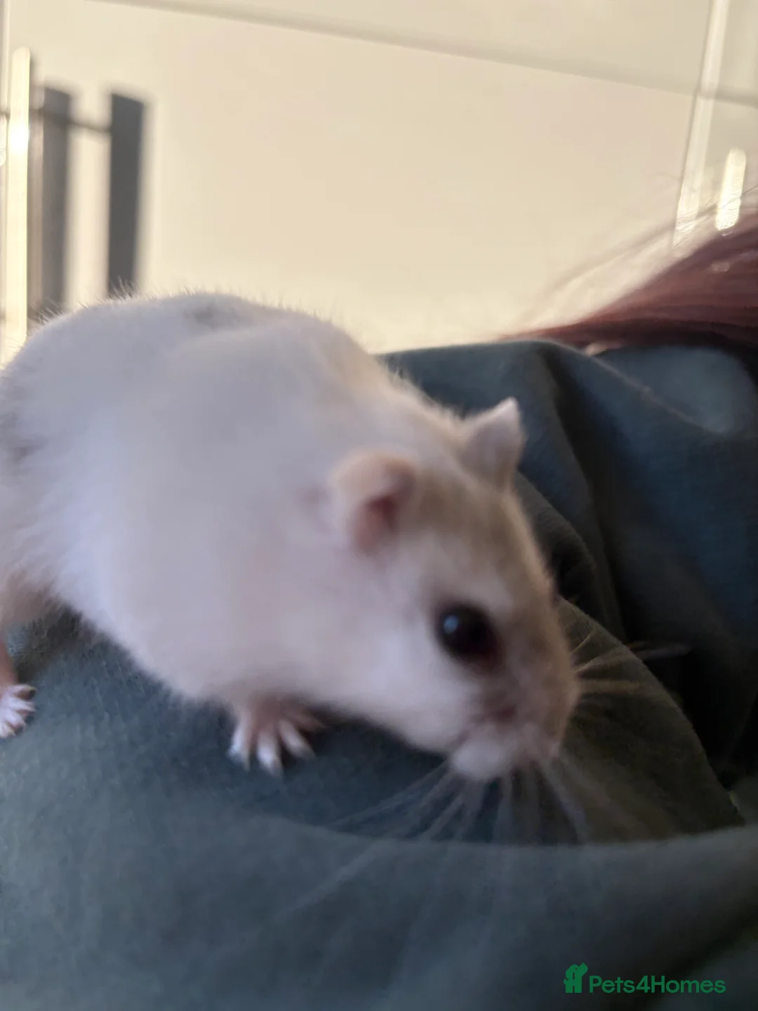 Hamster rodents for sale: Hamster Bean - Advert 16