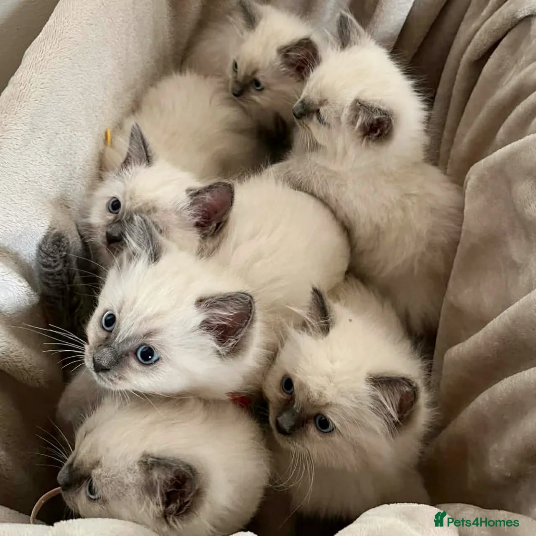 Ragdoll cats for sale: GCCF Blue pointed Ragdoll Kittens - Advert 1