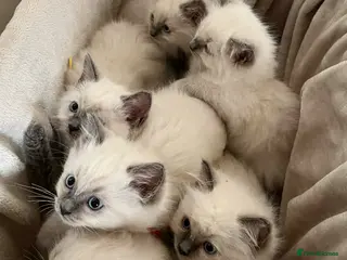 Ragdoll cats GCCF Blue pointed Ragdoll Kittens - Advert 4