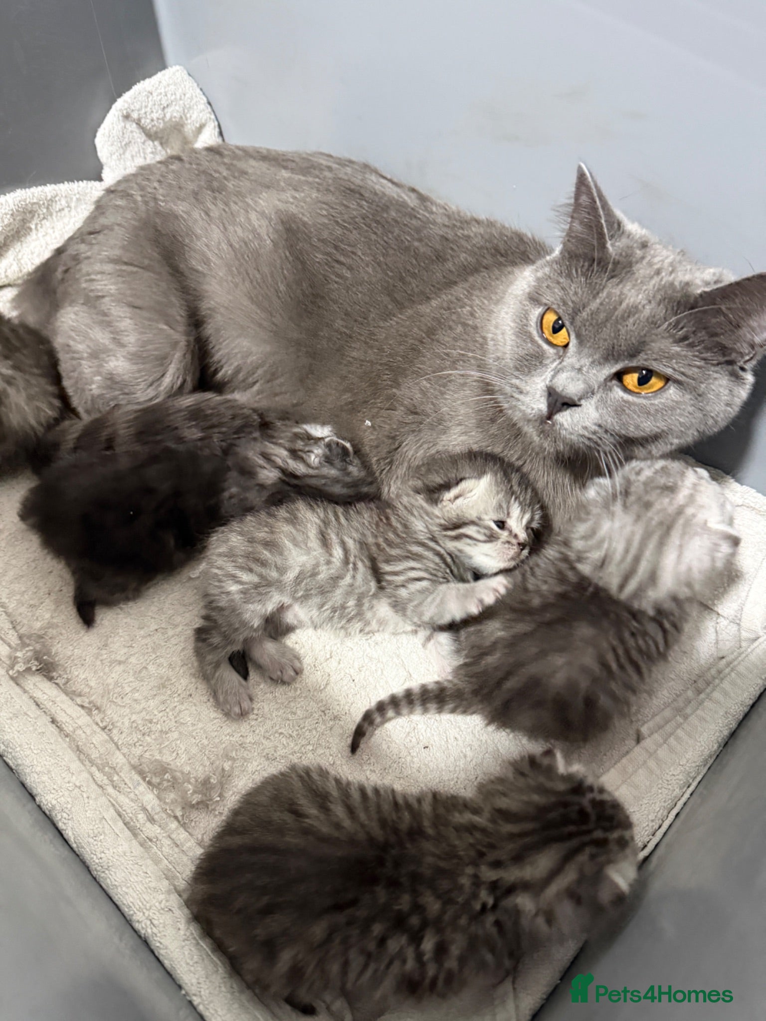 British Shorthair cats 2 females BSH left  - Advert 8