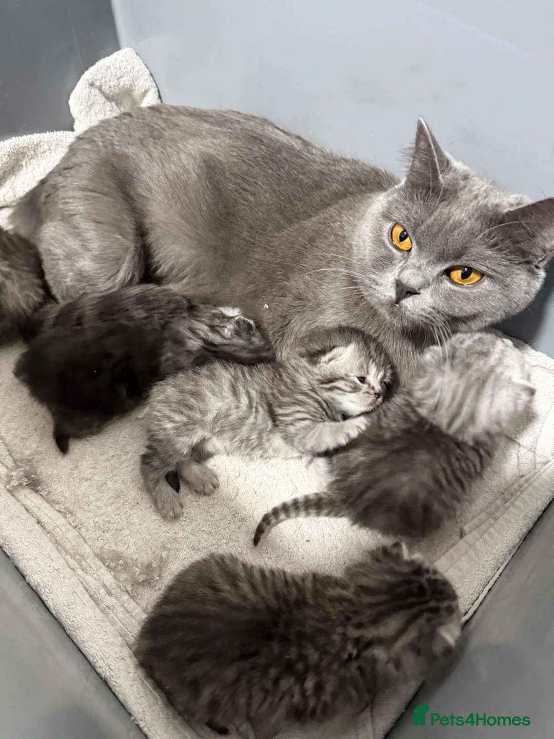 British Shorthair cats for sale: 2 females BSH left  - Advert 1