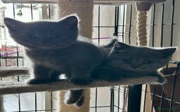 British Shorthair cats for sale: Gorgeous Blue British Shorthairs  - Image 14