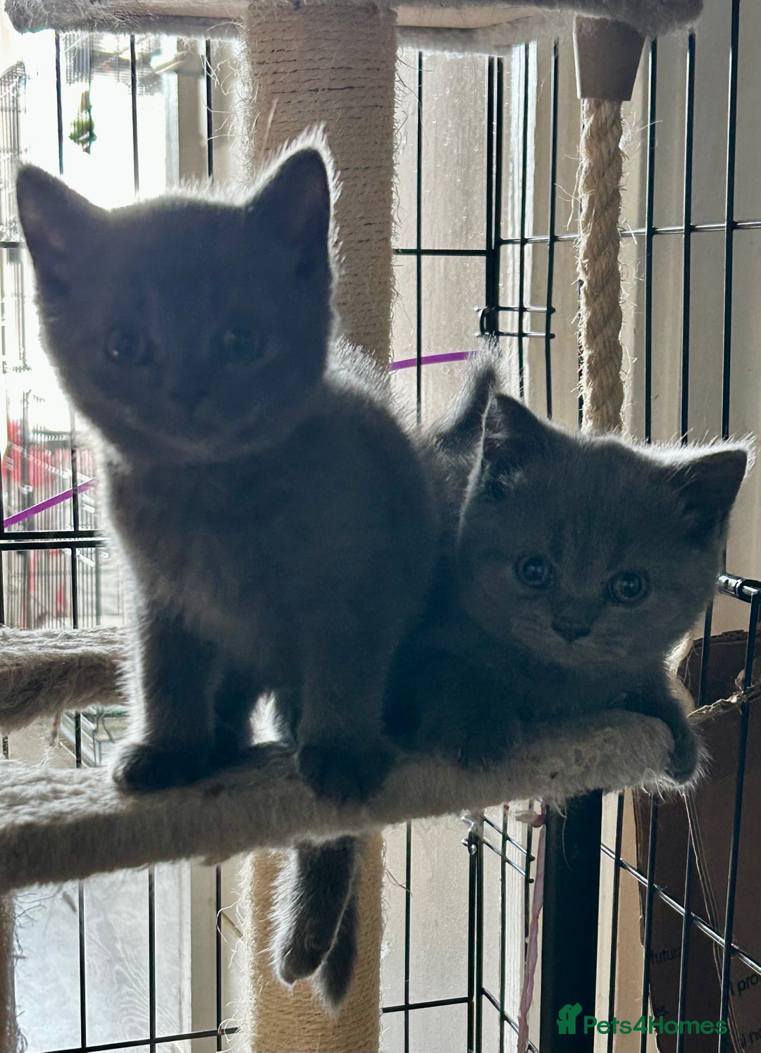British Shorthair cats for sale: Gorgeous Blue British Shorthairs  - Image 14