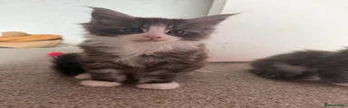 Maine Coon Kitten 1
