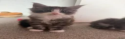 Maine Coon cats for sale: Maine Coon kittens XXL - Advert 4