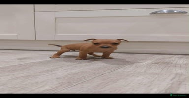 Miniature Pinscher dogs - Advert 11