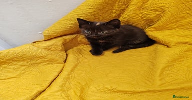 Mixed Breed cats - Advert 7