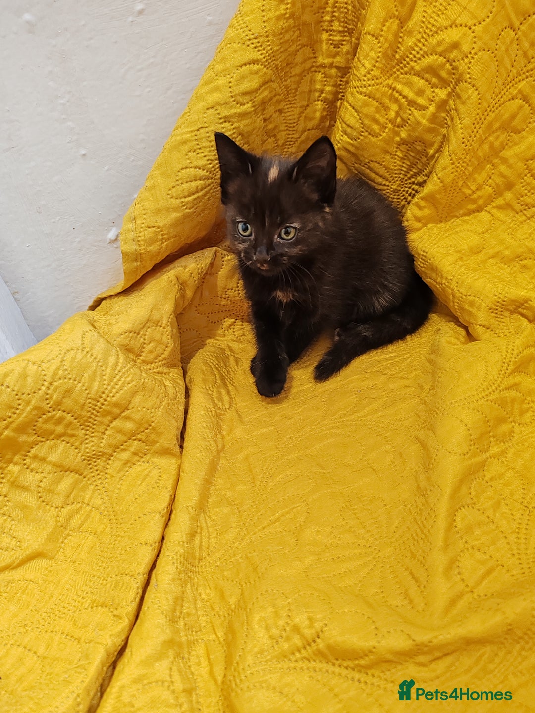 Mixed Breed cats for sale: Beautiful kittens VIDEOS - Image 2