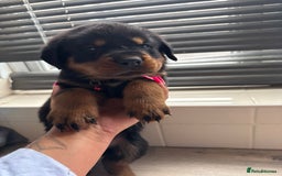 Rottweiler dogs for sale: Rottweiler puppies for sale  - Image 15