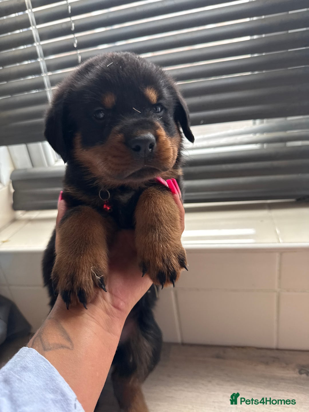 Rottweiler dogs for sale: Rottweiler puppies for sale  - Image 15