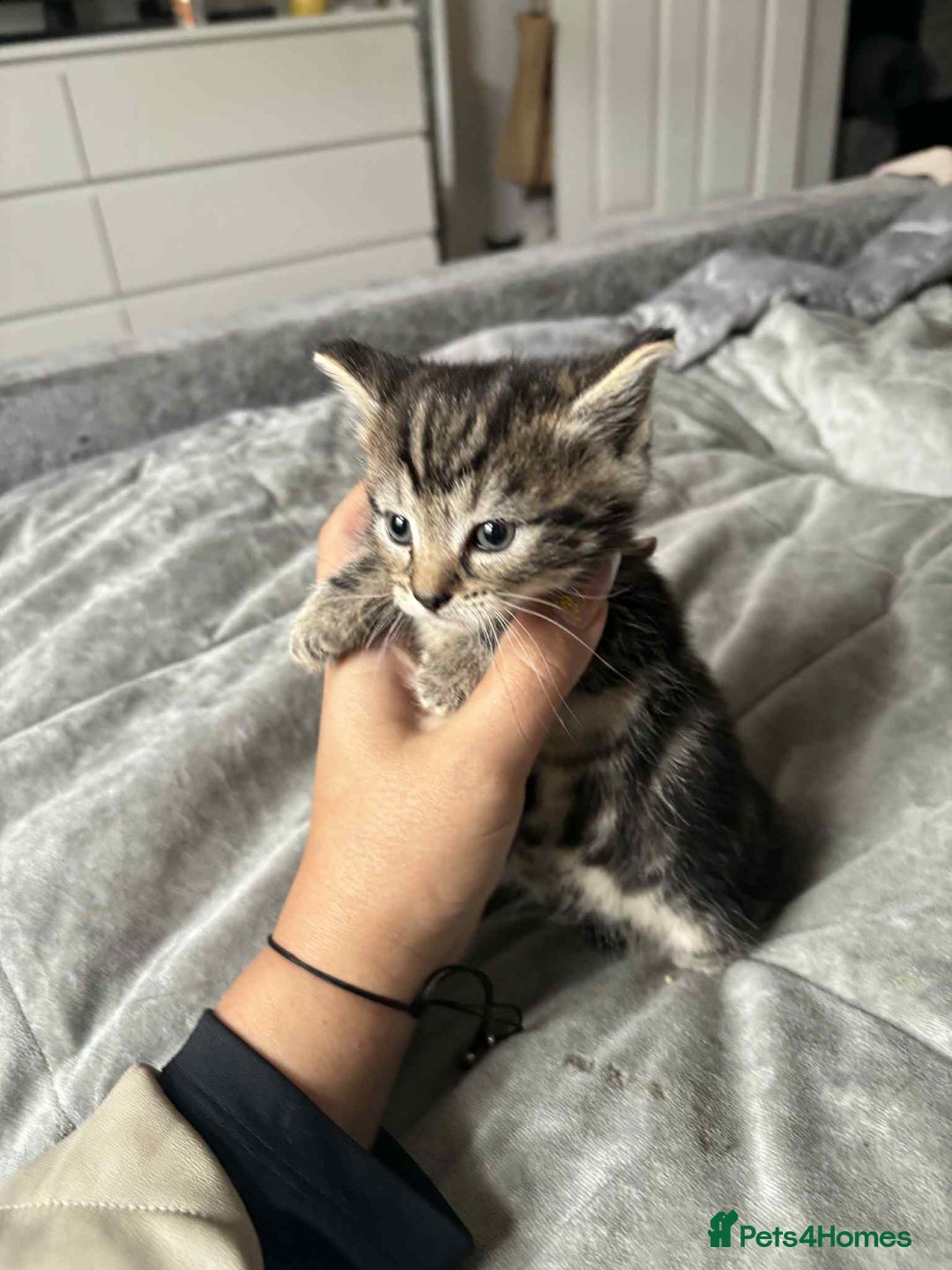 Mixed Breed cats for sale: Mixed breed cats  - Image 3