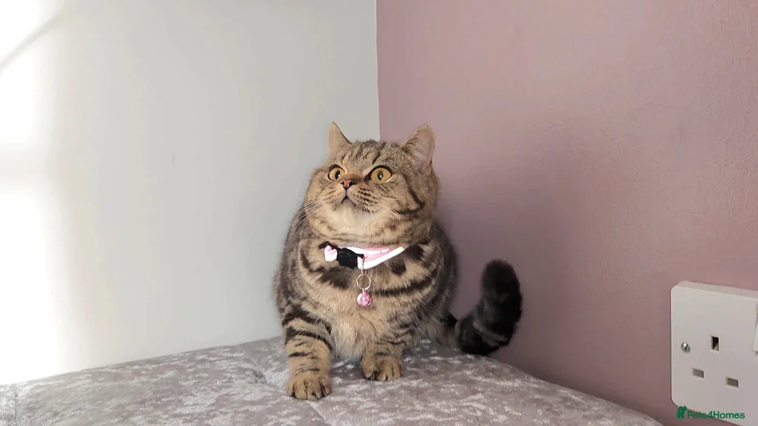 British Shorthair cats for sale: 🏆 Pedigree Silver British Shorthair Kittens 🏆 - Advert 14