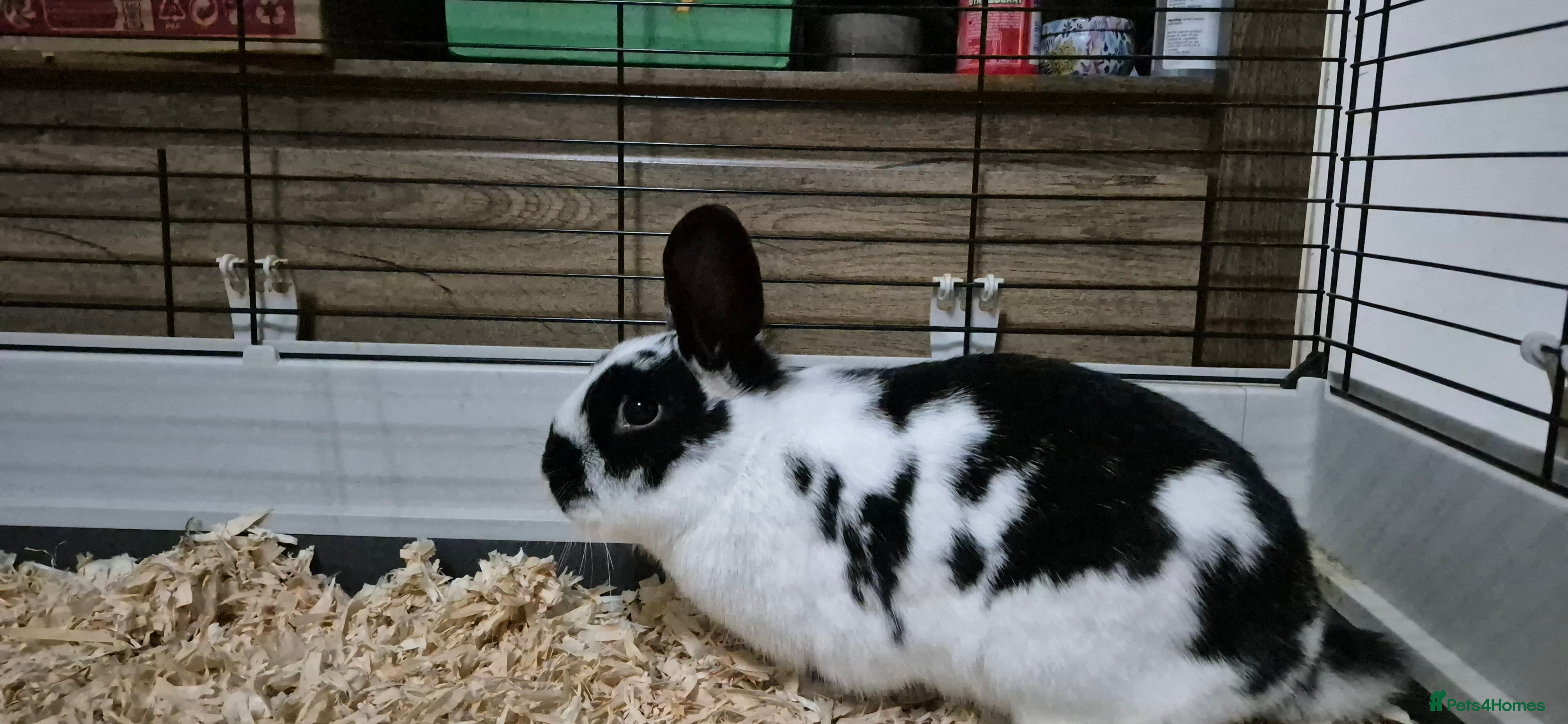 Mixed Breed rabbits Female rabbit needs new home in Swadlincote - Advert 1