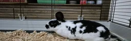 Mixed Breed rabbits for sale: Female rabbit needs new home in Swadlincote - Advert 1