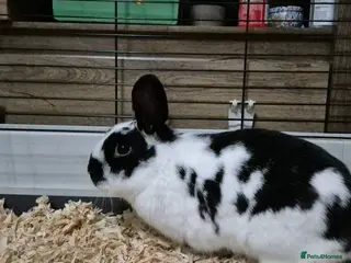 Mixed Breed rabbits Female rabbit needs new home in Swadlincote - Advert 1