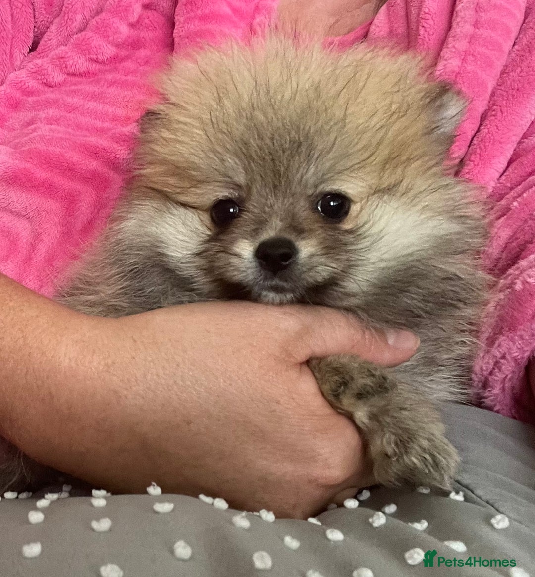 Pomeranian dogs for sale: Pomeranian  puppies  - Image 5