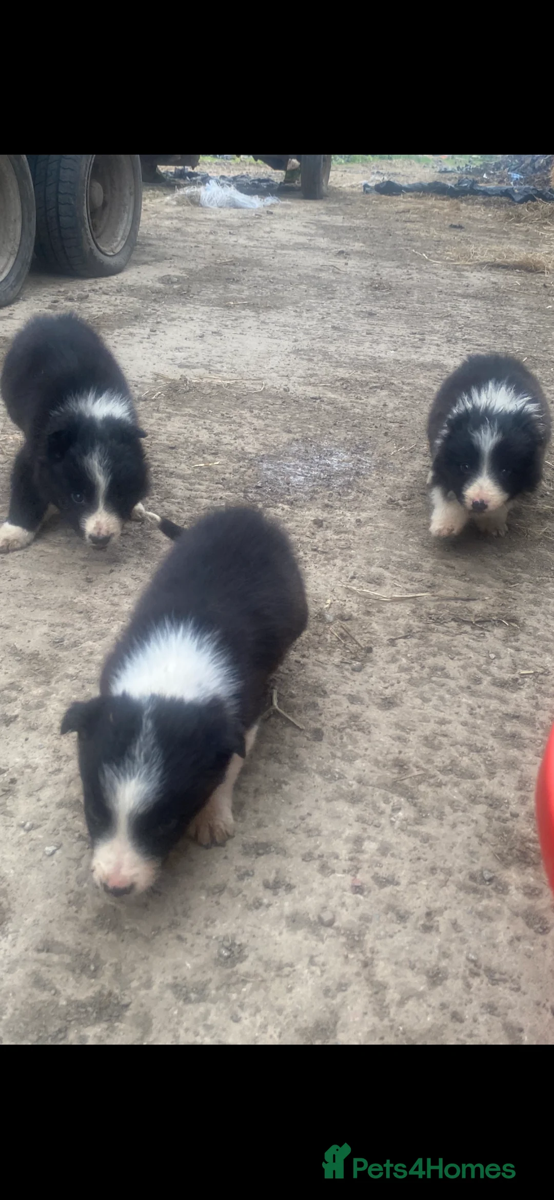 Border Collie dogs for sale: Border collie sheep dog pups for sale  - Advert 8
