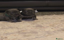 French Bulldog dogs for sale: Frenchie Puppies - Image 4