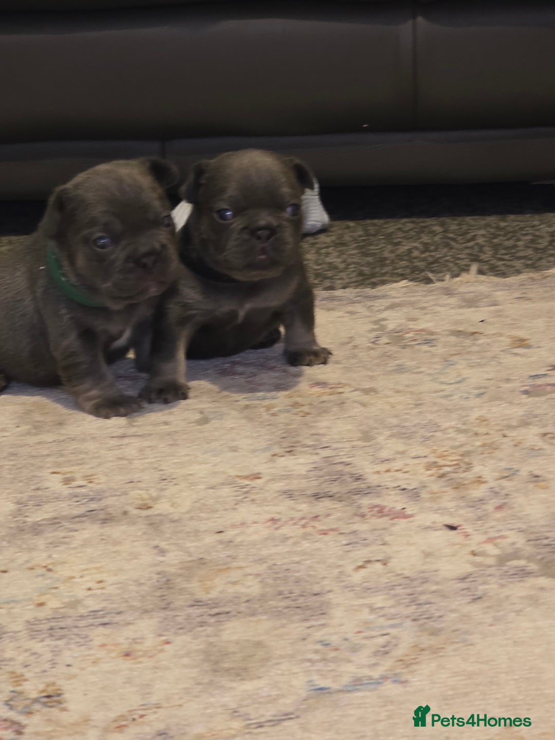 French Bulldog dogs for sale: Frenchie Puppies - Image 4