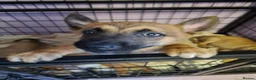 Belgian Shepherd Dog dogs for sale: Reduced Ready to leave  - Advert 7