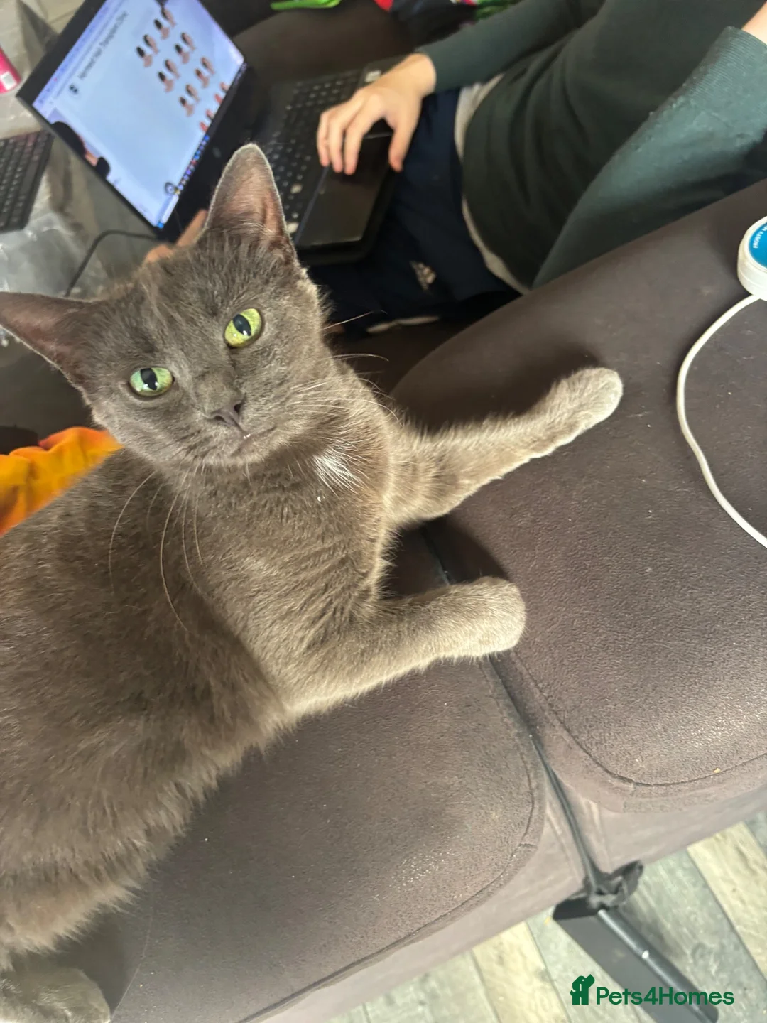 Mixed Breed cats for sale: Very fluffy girl - Advert 1
