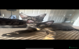 Bengal cats for sale: last girl Bengal/maine coon - Image 2