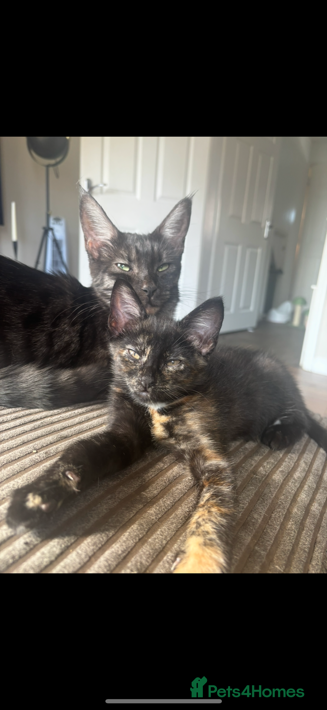 Bengal cats for sale: last girl Bengal/maine coon - Image 2