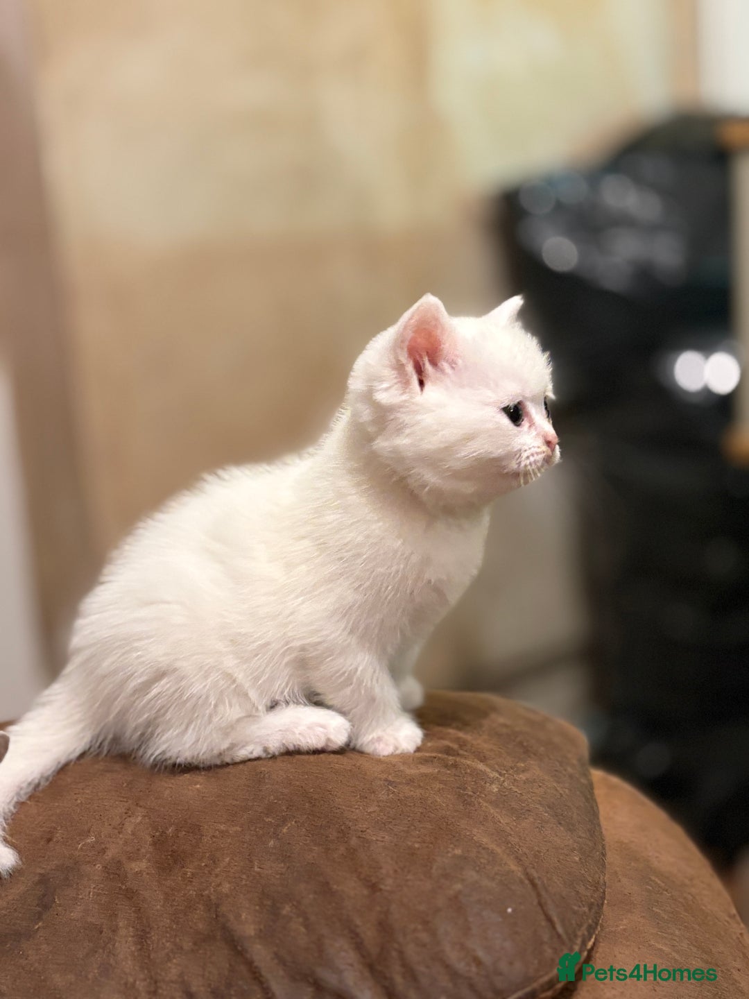 Persian cats for sale: White half Persian kitten, ready  **  eve - Advert 5