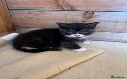 Mixed Breed cats for sale: 6 beautiful kittens looking for homes🏡  - Image 16