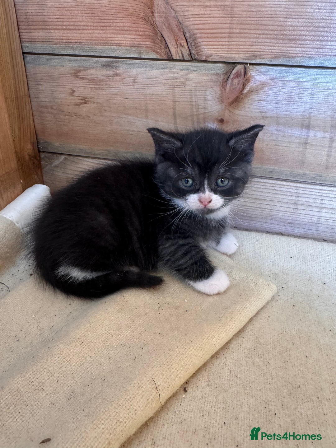 Mixed Breed cats for sale: 6 beautiful kittens looking for homes🏡  - Image 16