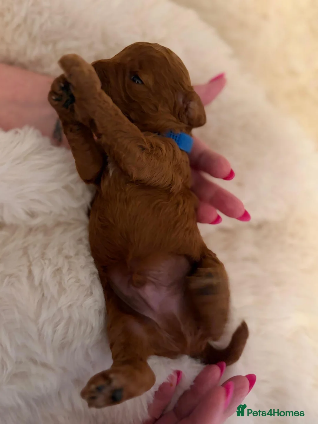 Cavapoo dogs for sale: Cavapoo Puppies F1B - Advert 15