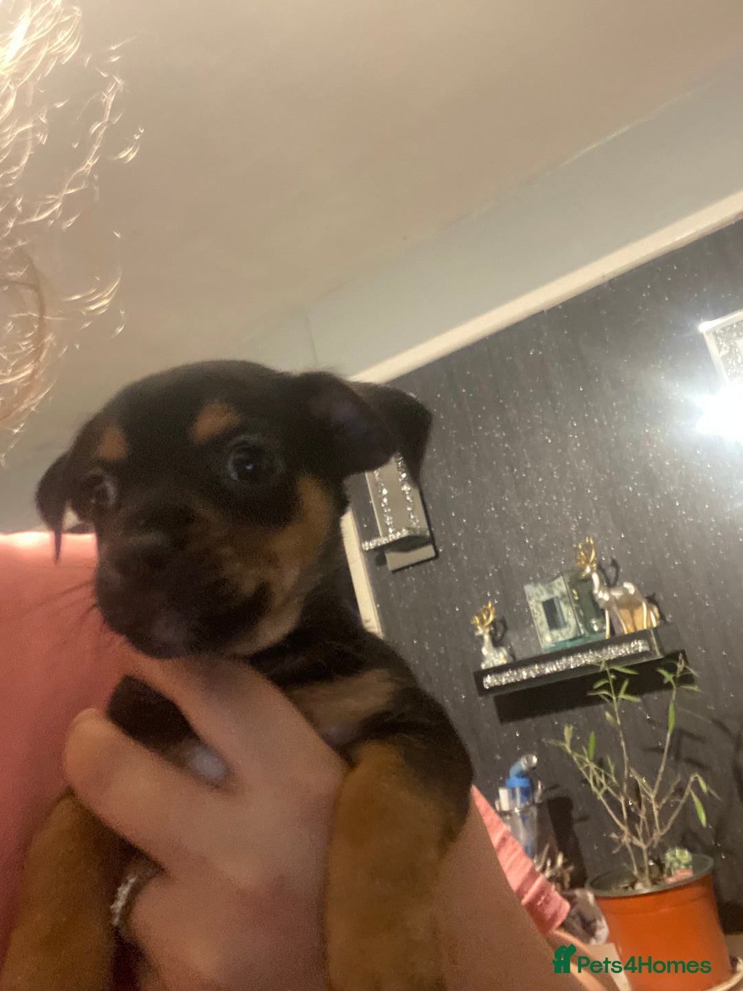 Mixed Breed dogs for sale: Jack Russell x chiweenie READY 16TH NOVEMBER £550 - Advert 2