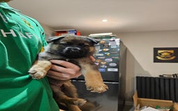 Mixed Breed dogs for sale: German Shepherd x Akita puppies - 4 females left - Advert 12
