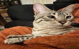 Bengal cats for sale: 1y snow bengal - Image 3