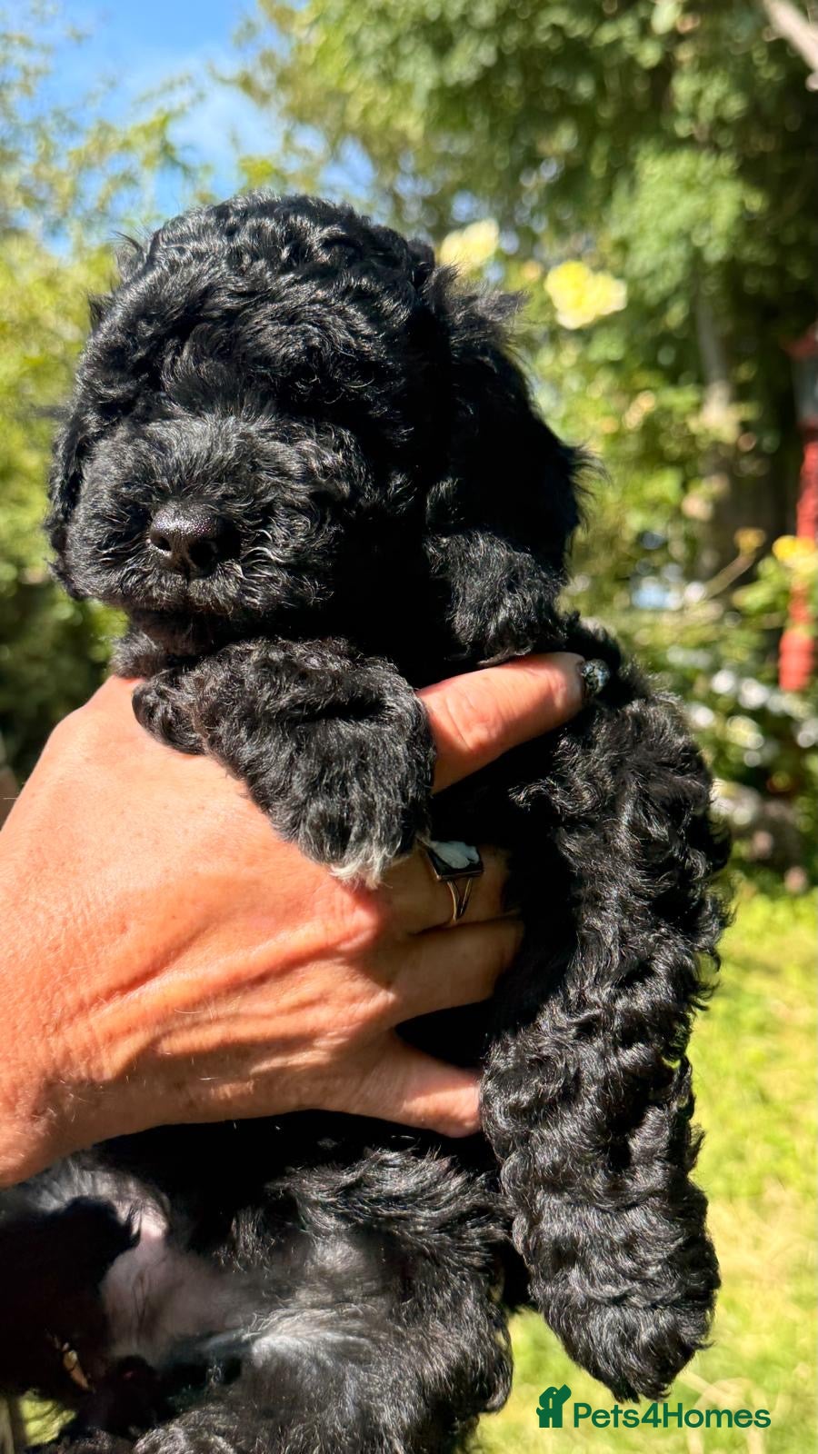Cockapoo dogs Mini Cockapoo’s  - Advert 1