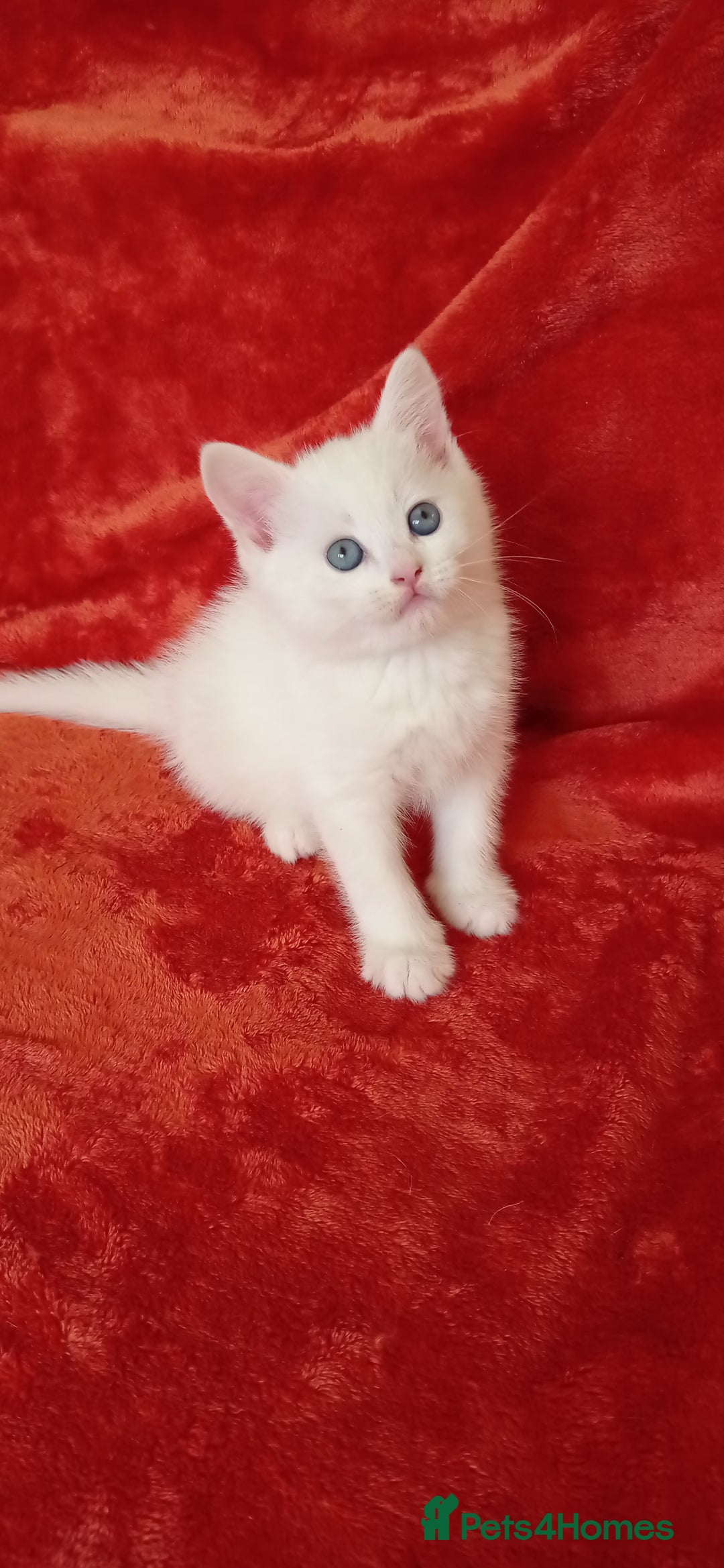 Mixed Breed cats for sale: British shorthair &Ragdoll mix - Advert 16