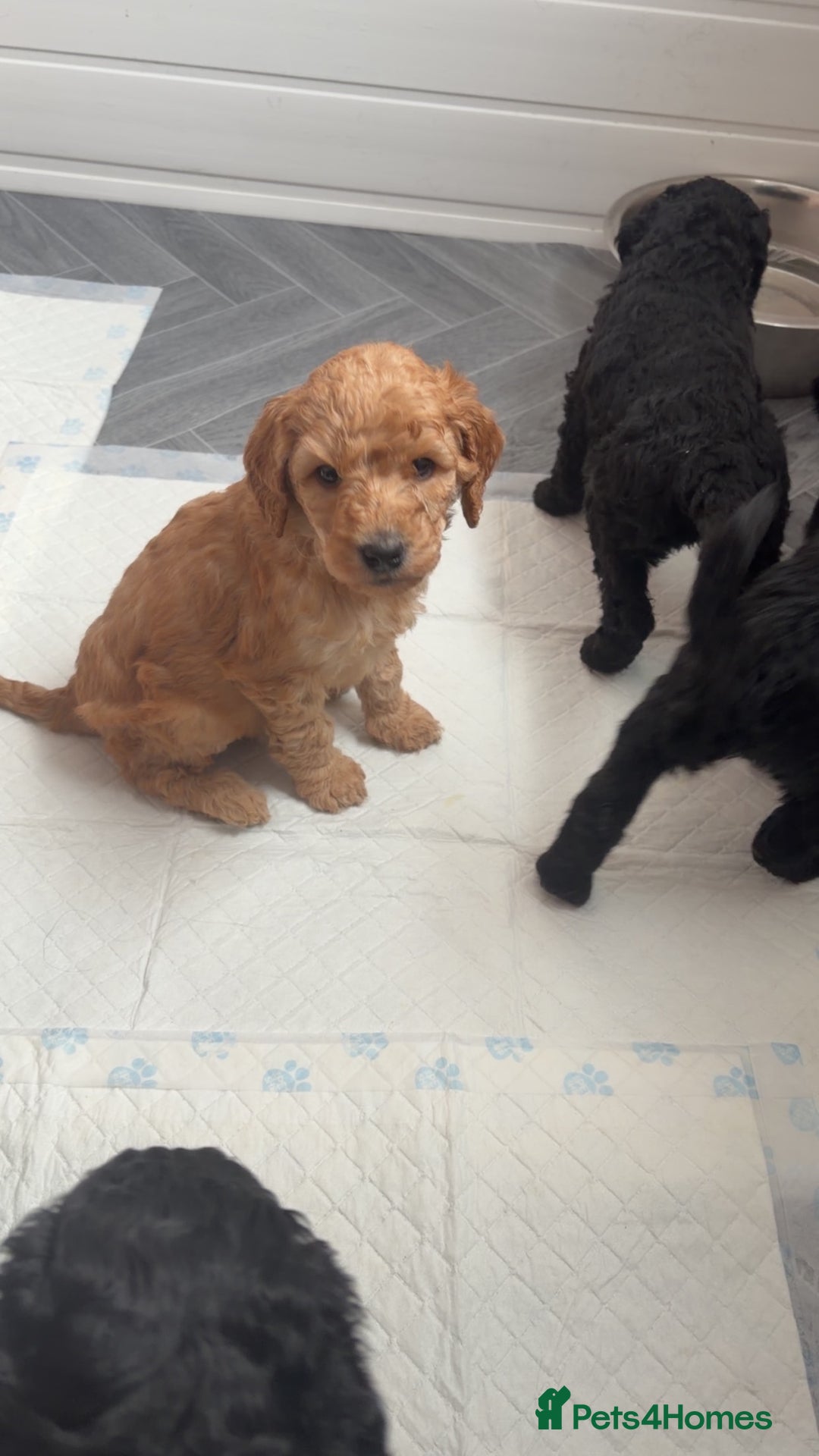 Standard Poodle dogs for sale: KC Registered standard poodle puppies  - Advert 7