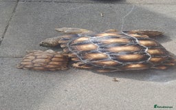 Tortoise reptiles for sale: Sulcata Tortoise  - Image 3