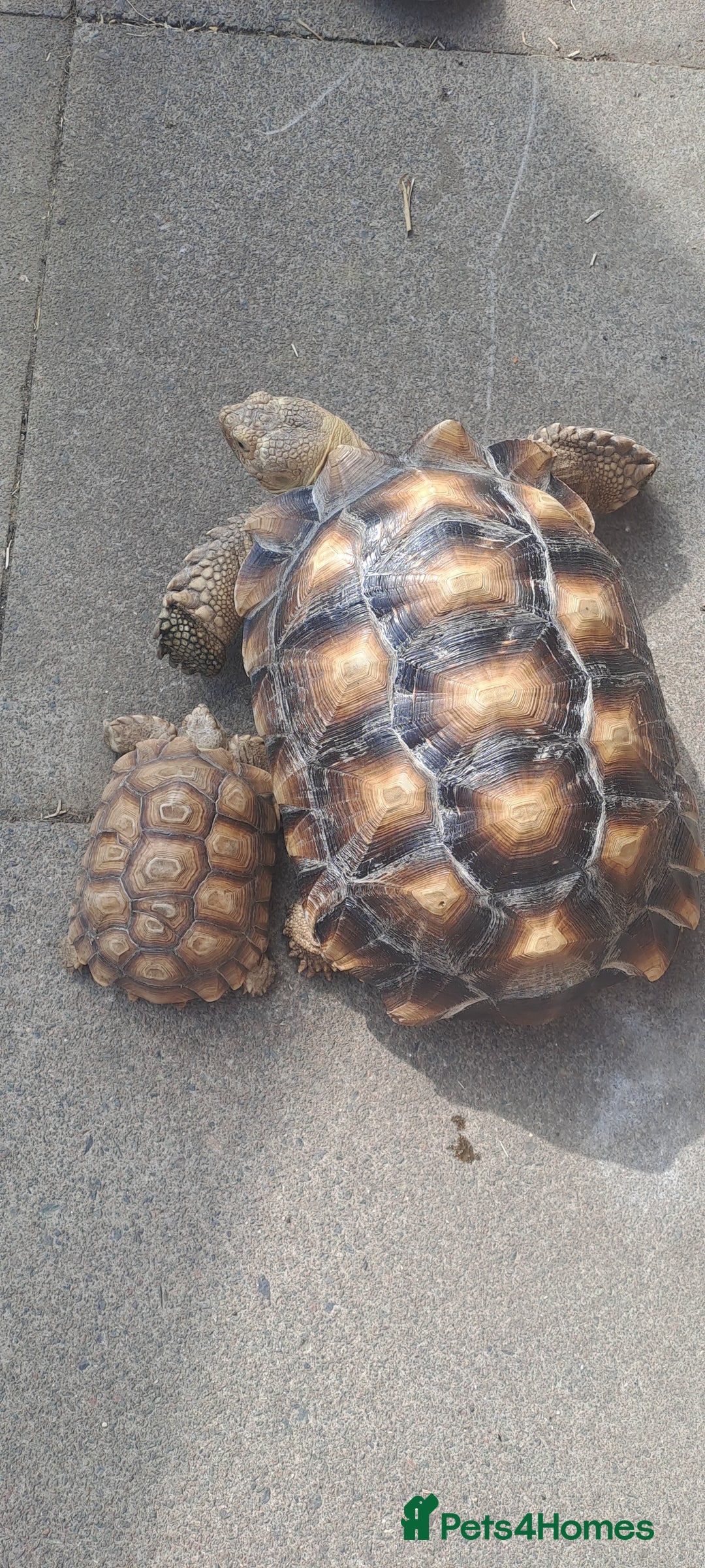 Tortoise reptiles for sale: Sulcata Tortoise  - Image 3