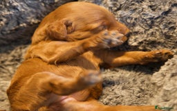 Cavapoo dogs for sale: Gorgeous F1B Fox Red Cavapoo Puppies - Image 17