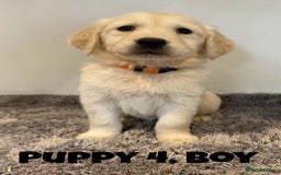 Golden Retriever dogs for sale: Gorgeous K/C Golden Retriever Puppies - Image 4