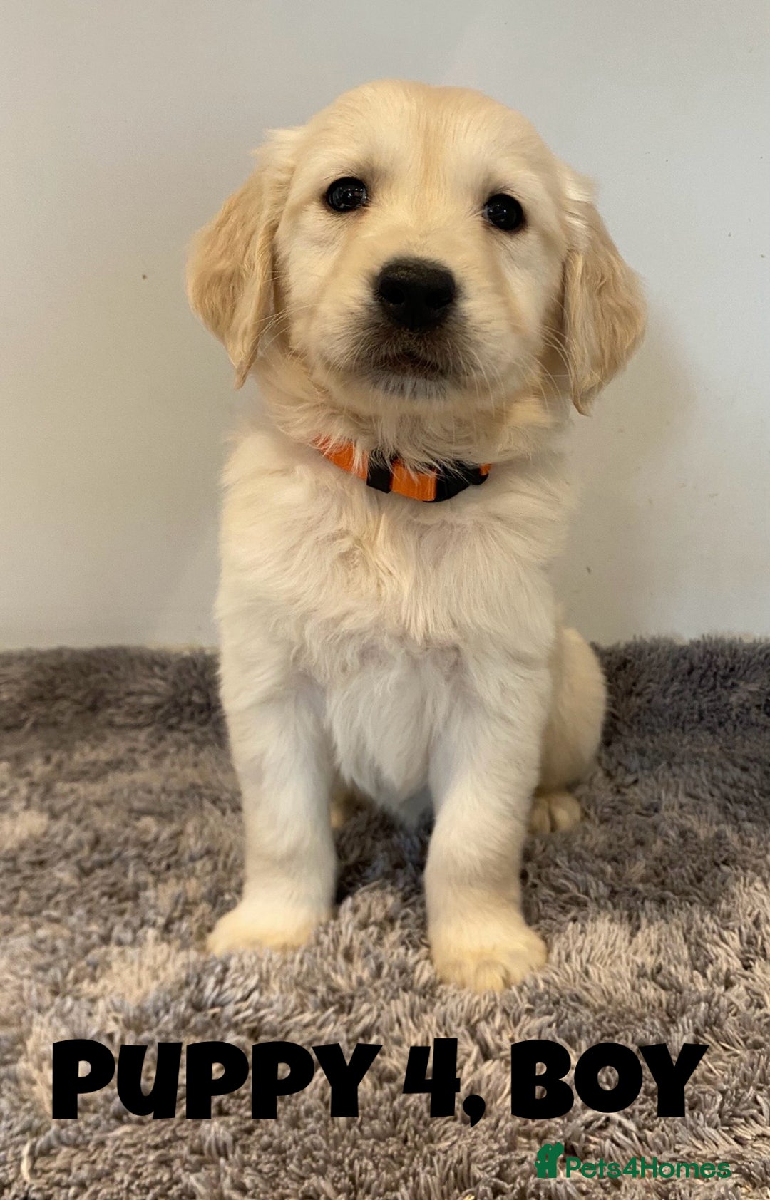 Golden Retriever dogs for sale: Gorgeous K/C Golden Retriever Puppies - Image 4